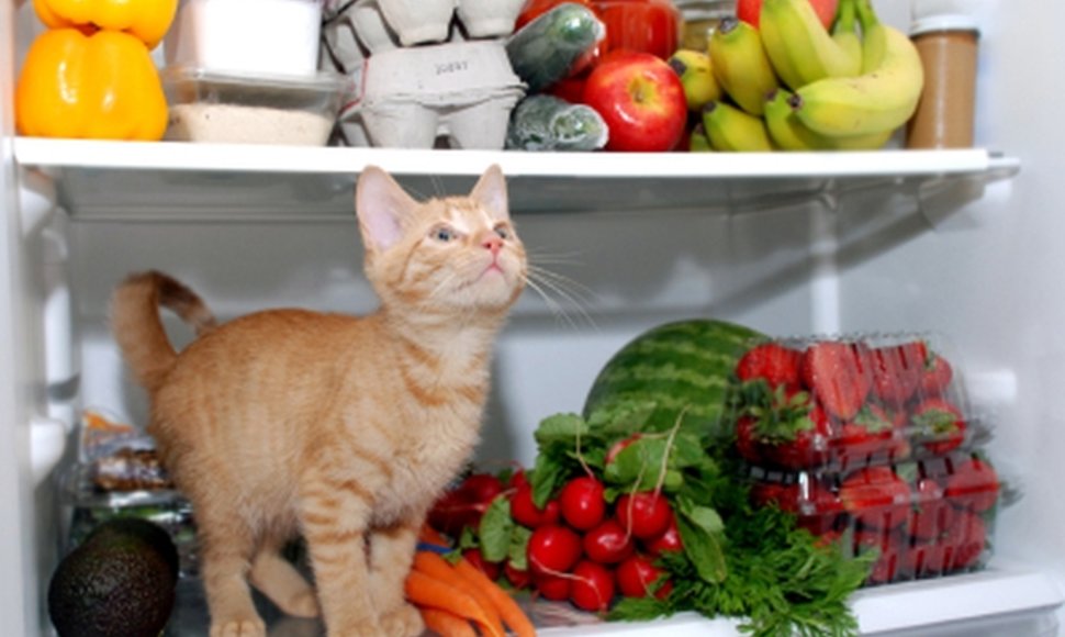 Katės negali misti vien vegetarišku maistu.