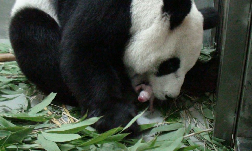 Panda Juan Juan su savo jaunikliu