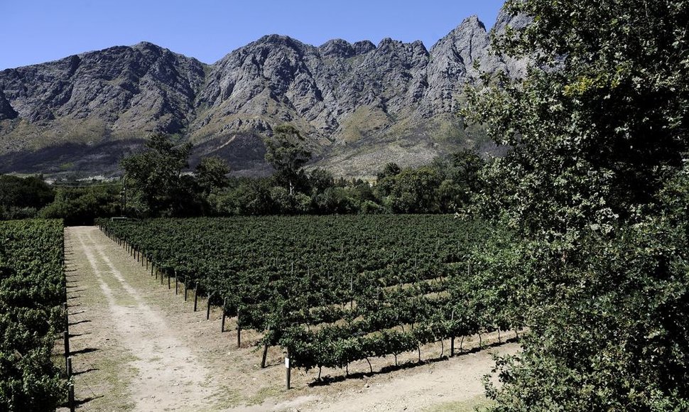 Vynuogynas Pietų Afrikoje