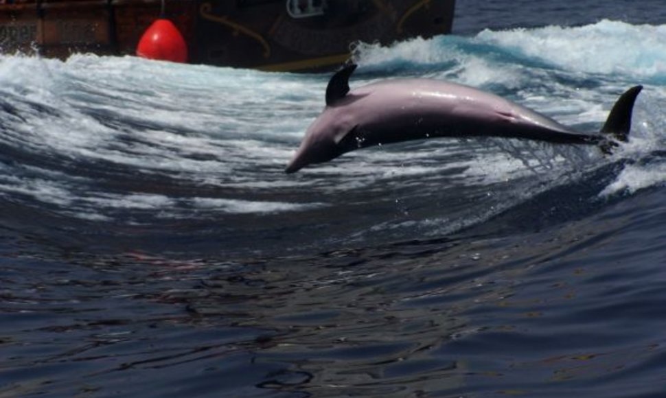 Delfinai afalinos žaismingai sutinka stebėtojų laivus.