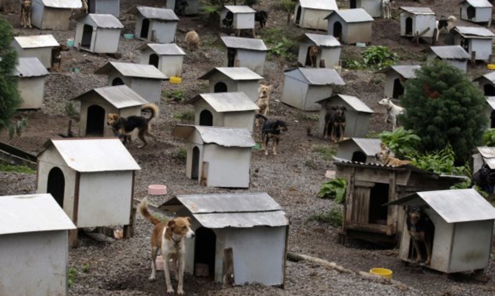 Šuniška favela įsikūrusi 1,2 ha plote.