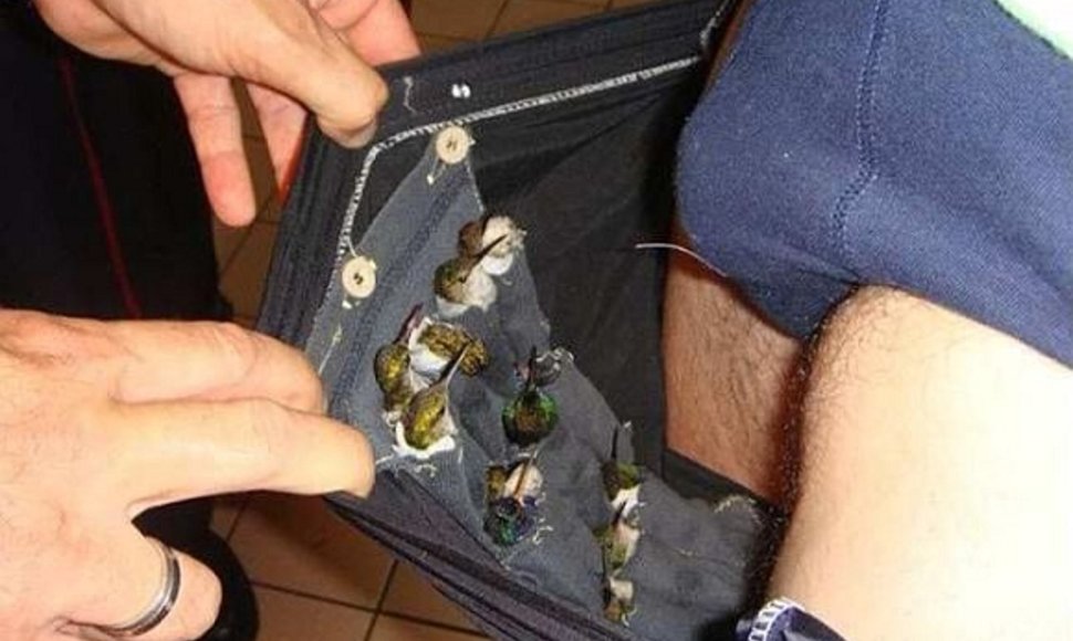 Kolibriai aptikti olando kontrabandininko kelnėse.