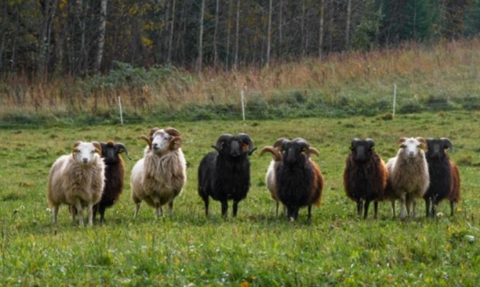 Škudžių avinų būrys
