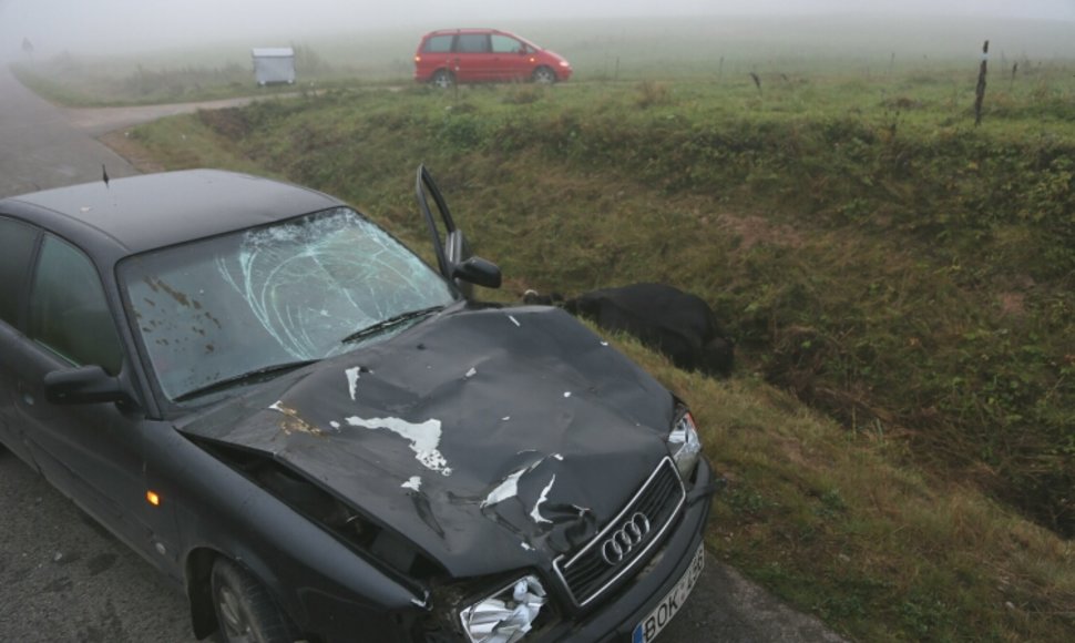 Automobilis „Audi“ po susidūrimo su karve