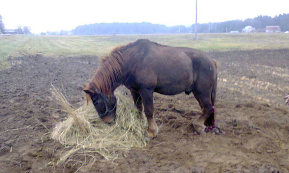 Į avariją pakliuvęs arklys
