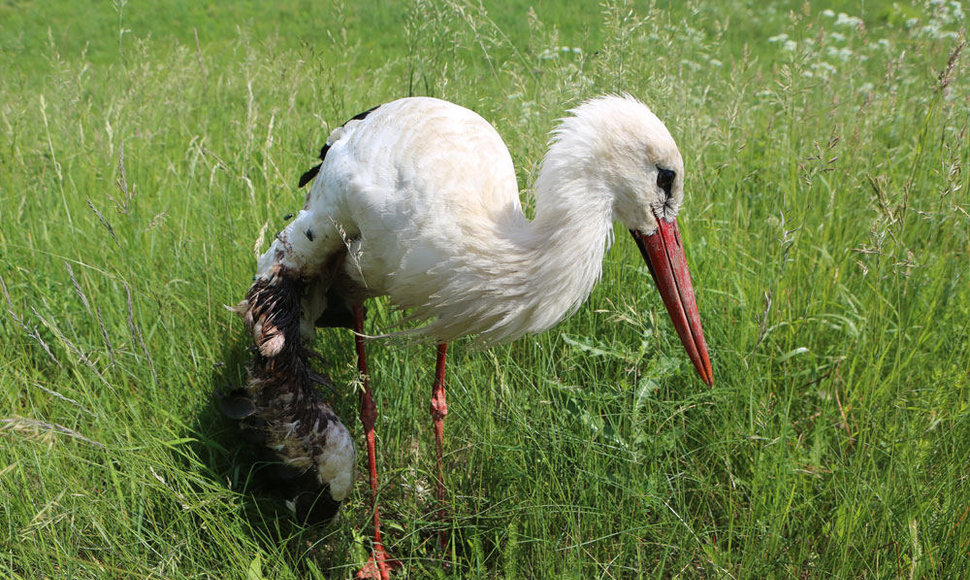 Pakelėje pagalbos laukiantis sužeistas gandras