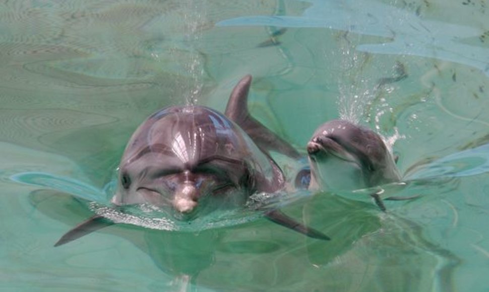Delfinai