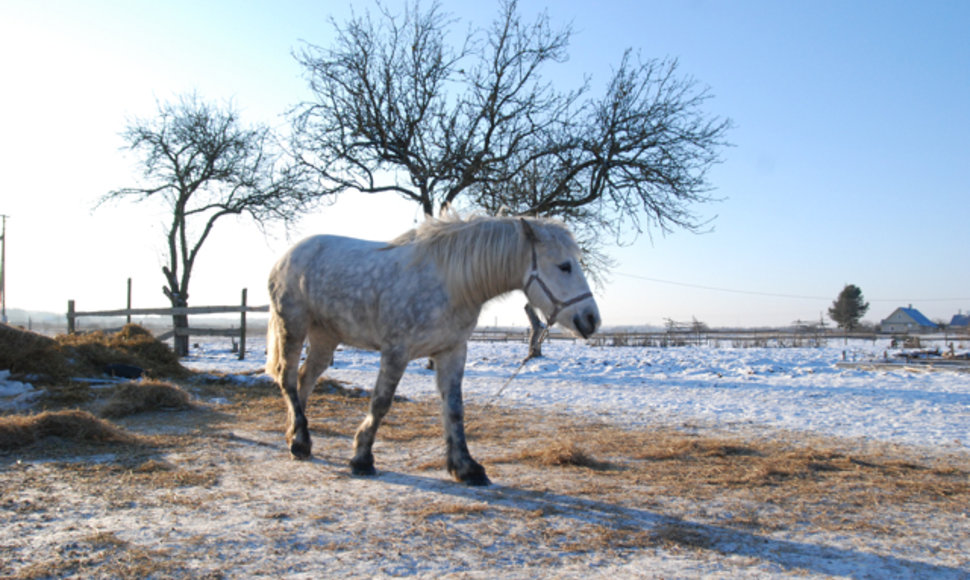 Asociatyvinė iliustracija: arklys, žiema