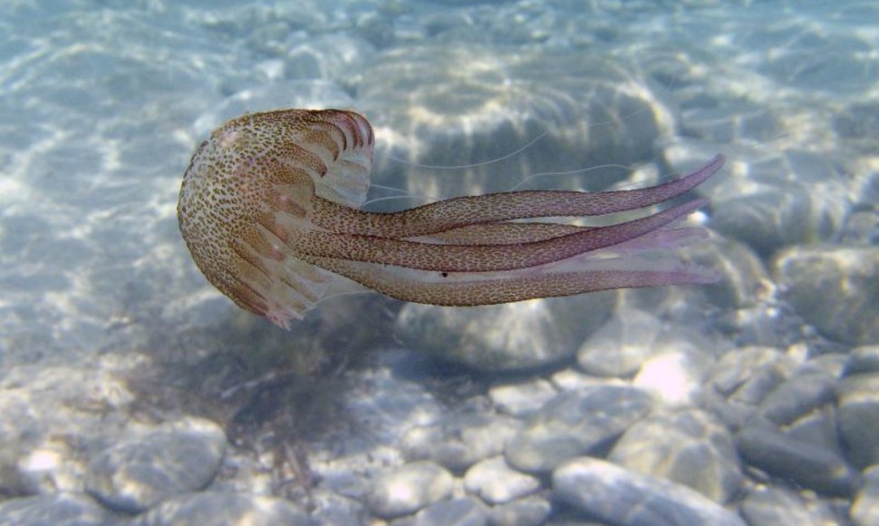 Viduržemio jūroje gyvenanti medūza