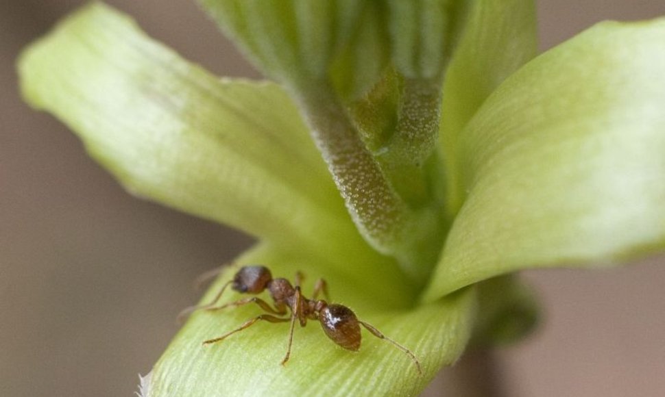 Vokietijos biologai atrado skruzdėlių rūšį, kurią jie laiko seniausia planetoje.