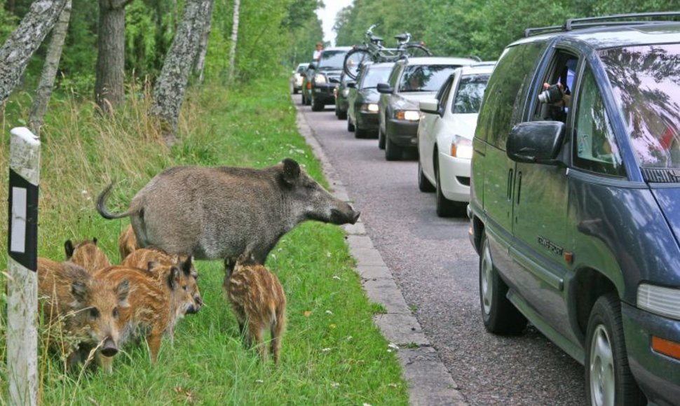 Paskelbtas šernų medžioklės sezonas.