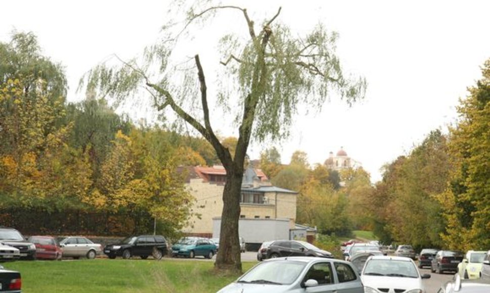 Pabudę nuo pjūklo keliamo triukšmo, Aukštaičių gatvės gyventojai išvydo savo kieme it malką apgenėtą didelį žaliavusį medį.