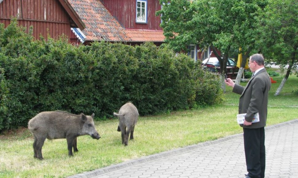 Įsidrąsinę šernai nebijo knaisioti ir miesto centre, net ir po savivaldybės langais.