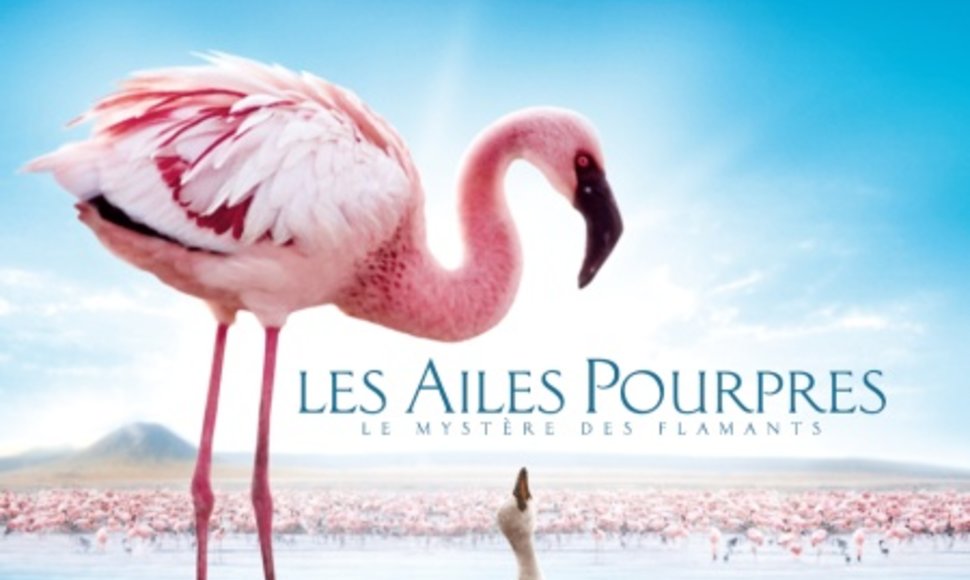 Filmas: Purpurinis sparnas: Flamingų paslaptis