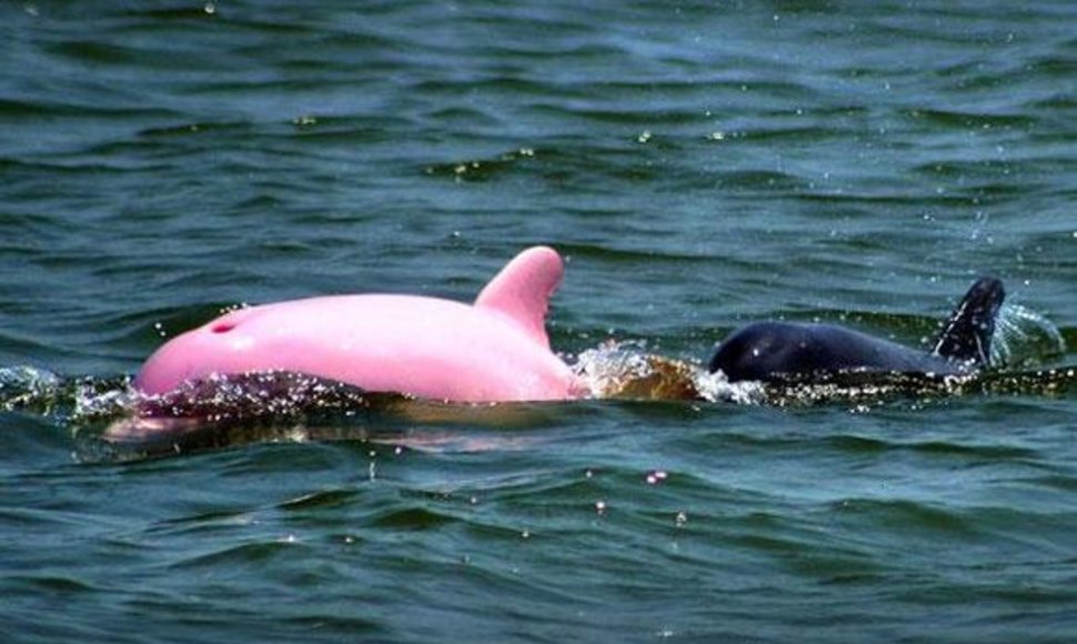 Rožinis delfinas