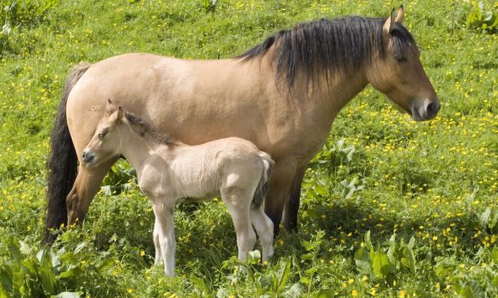 Ponis