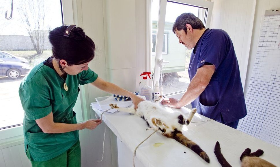 Beglobių gyvūnų sterilizacija