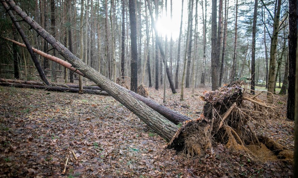 Stipraus vėjo padariniai Vilniaus mieste ir apylinkėse