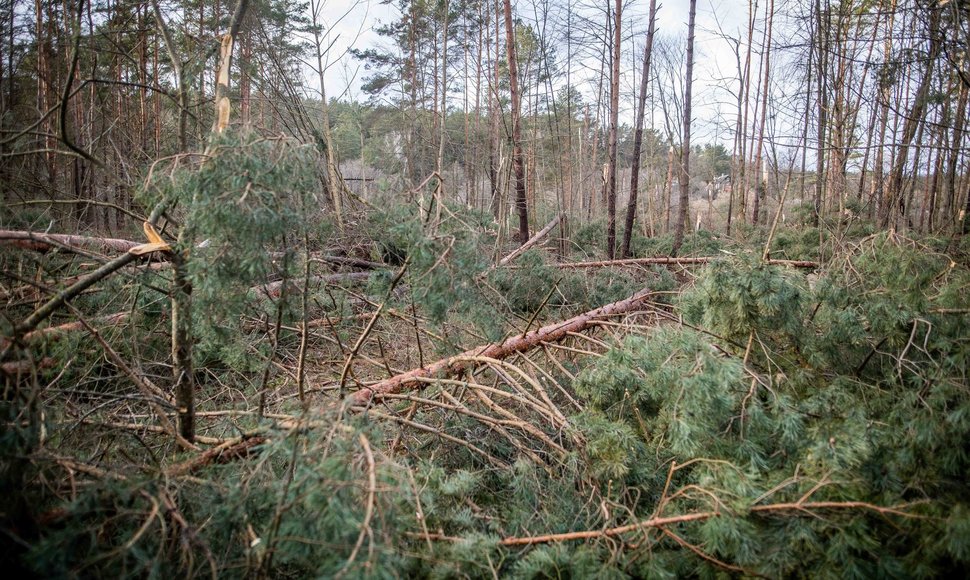 Stipraus vėjo padariniai Vilniaus mieste ir apylinkėse
