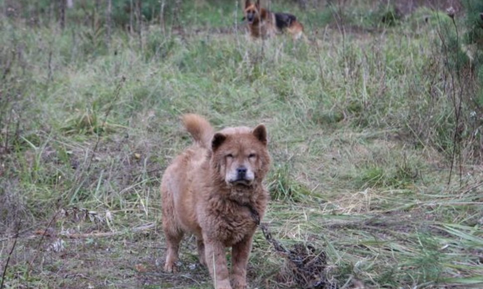 Nelaimingi keturkojai sulaukė žmonių pagalbos.