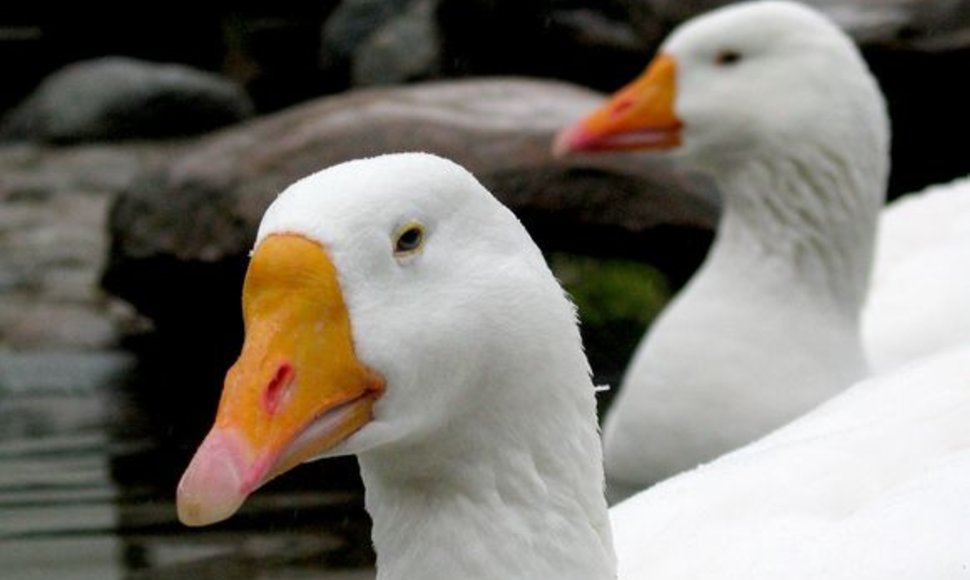 Berlyno zoologijos sodas – vienas lankomiausių turistų objektų