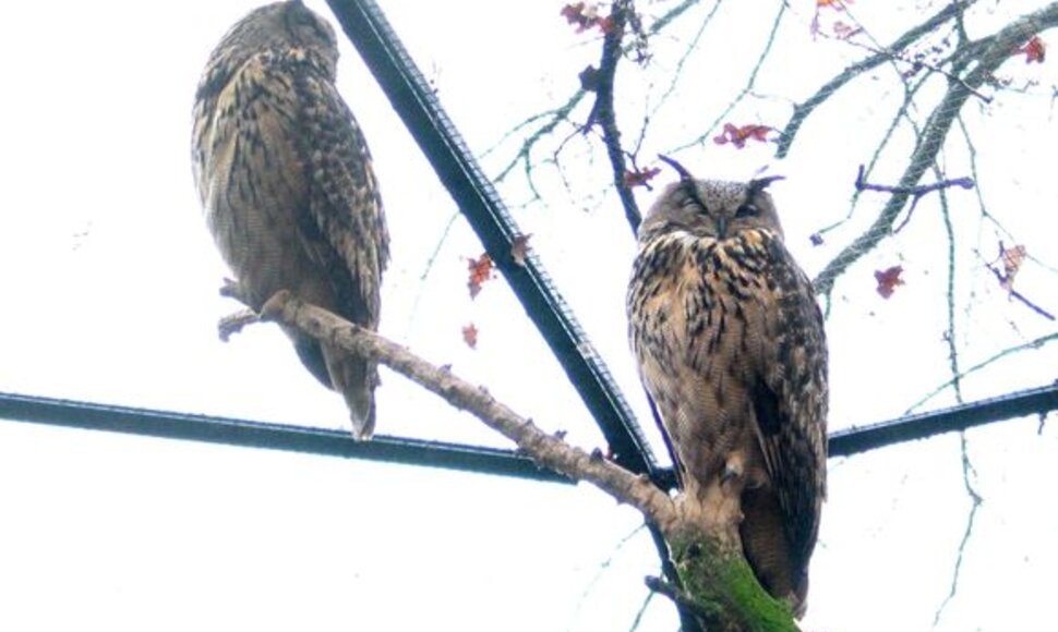 Berlyno zoologijos sodas &ndash; vienas lankomiausių turistų objektų