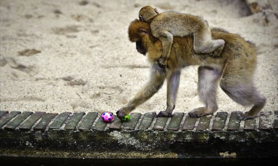 Beždžionė neatsispyrė smalsumui.