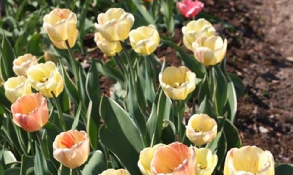 Kauno botanikos sode tulpės pražysta visomis vaivorykštės spalvomis.