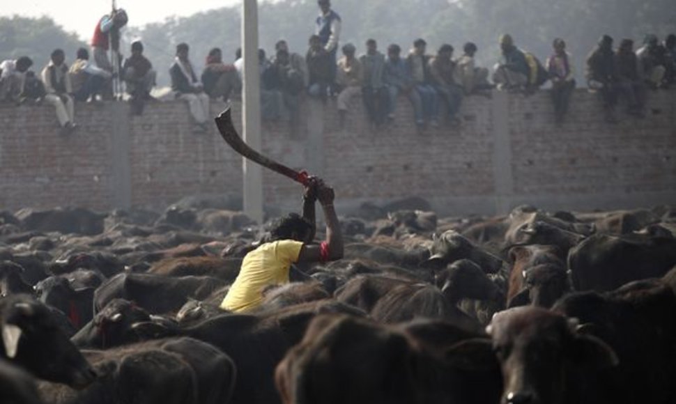 Gyvulių aukojimo šventė Nepale