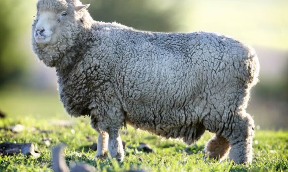 Seniausia avis pasaulyje Lucky