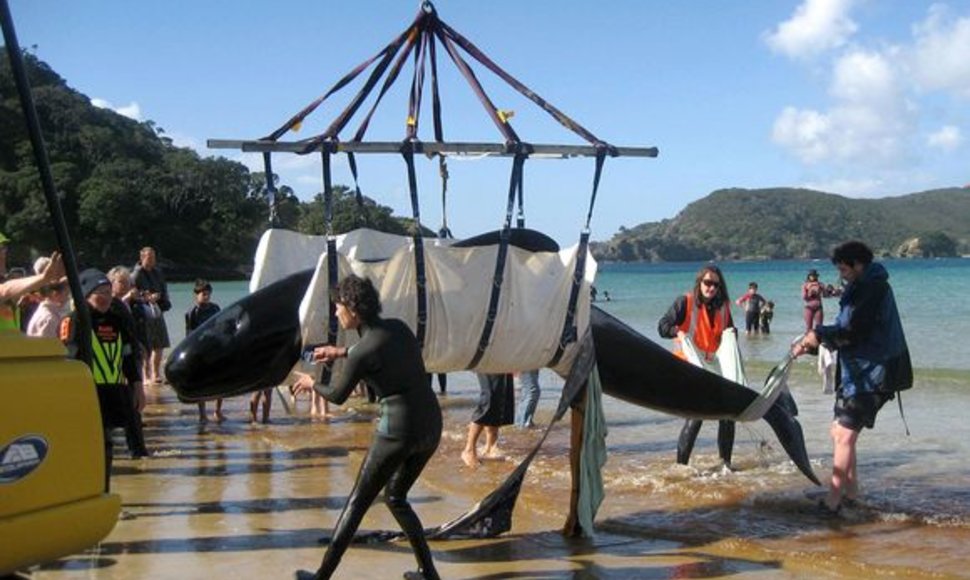 Naujojoje Zelandijoje gelbėti tenka ne tik delfinus – banginiai taip pat išplaukia į sausumą.