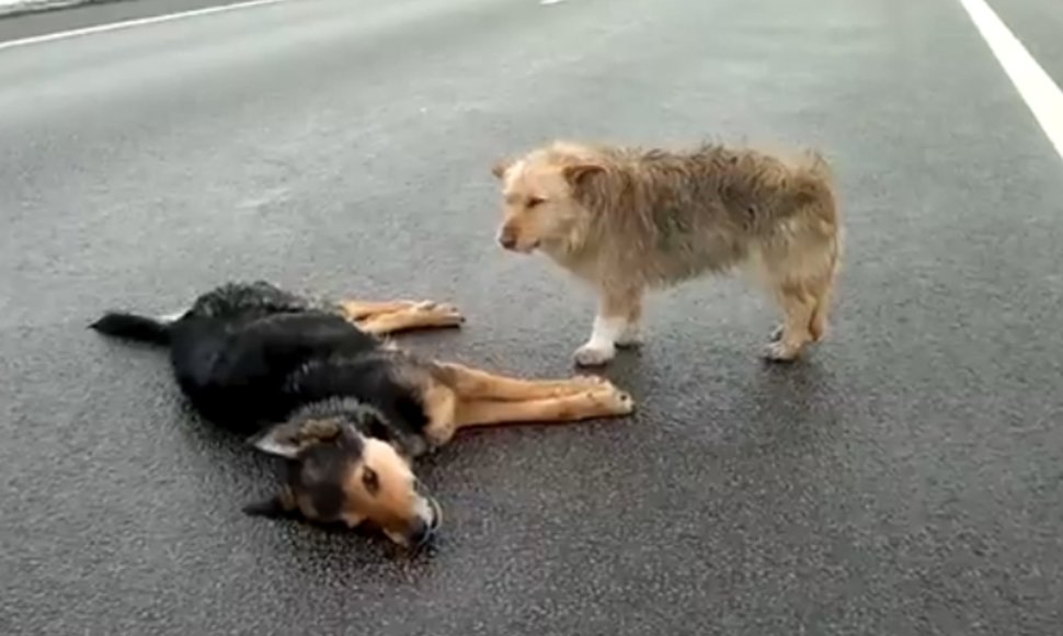 Kelyje žuvęs šuo ir liūdintis jo keturkojis bičiulis