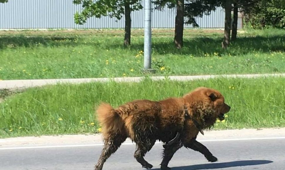 Gatvėje besiblaškantis čiau čiau veislės šuo.