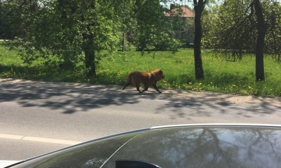 Pasimetęs šuo gegužės 10-ąją buvo užfiksuotas Domeikavoje, Vandžiogalos g.