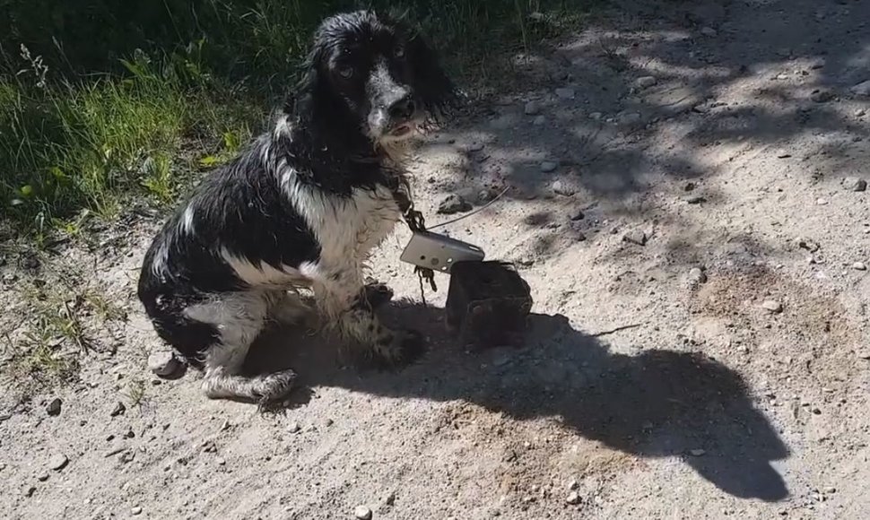 Žryrkelyje netoli Verknės aptiktas šuo