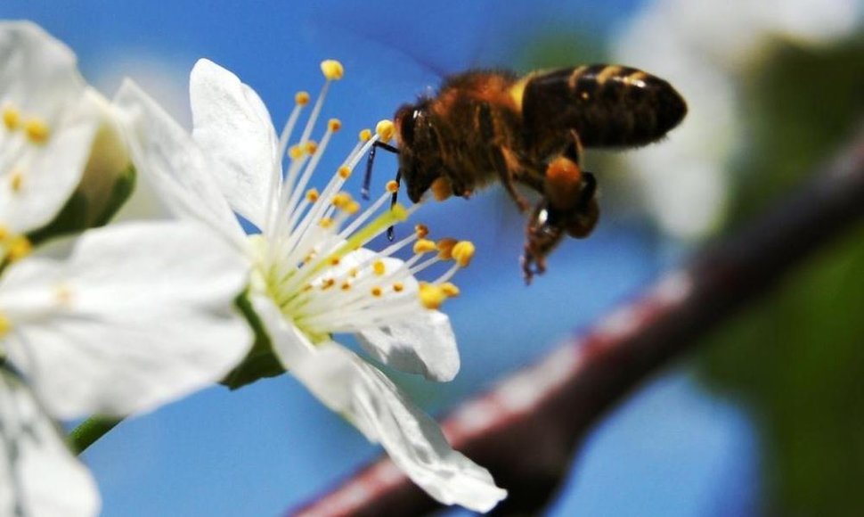 Besidarbuojanti bitė