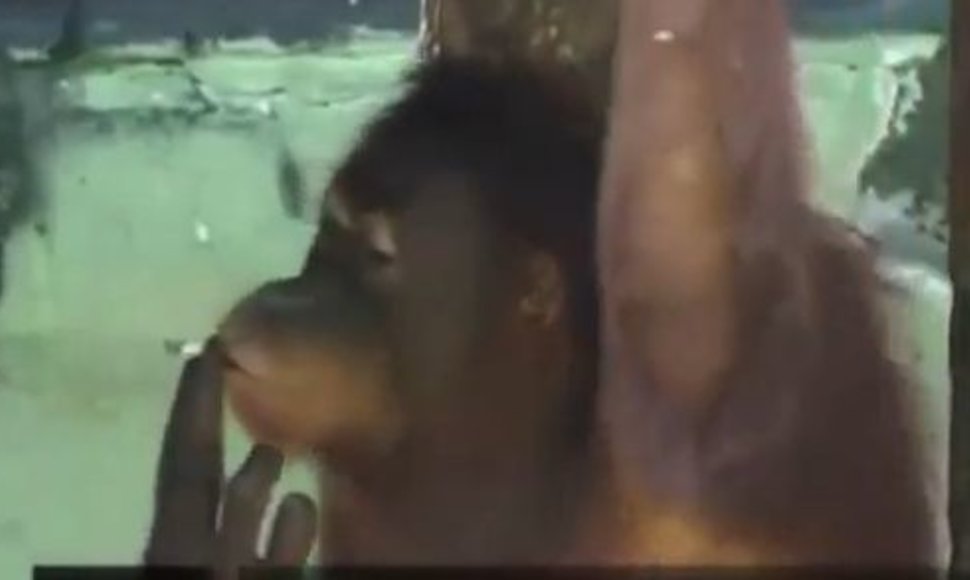 Orangutanė Tori