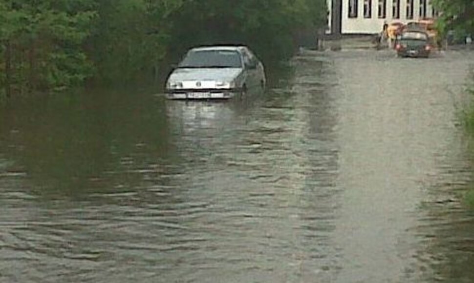 Liūtis Panevėžyje
