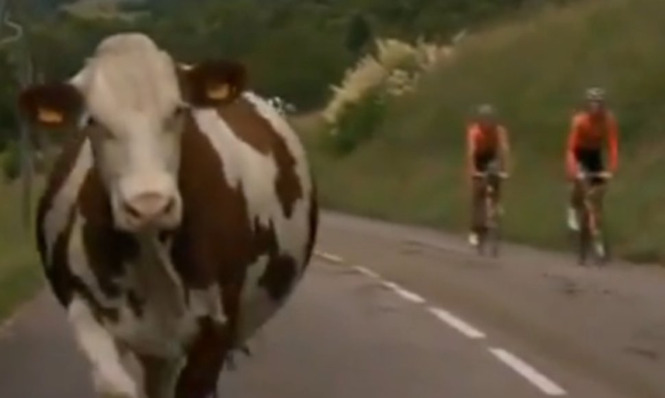 Trasoje netikėtai atsidūrusios karvės dar kurį laiką bėgo paskui dviratininkus.
