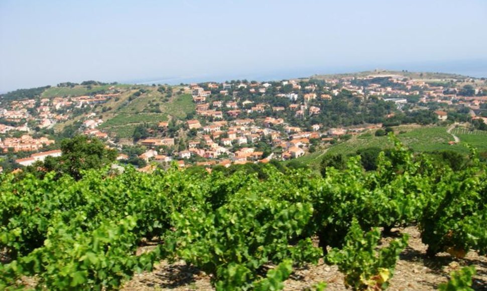 Prancūzijos vynuogynai