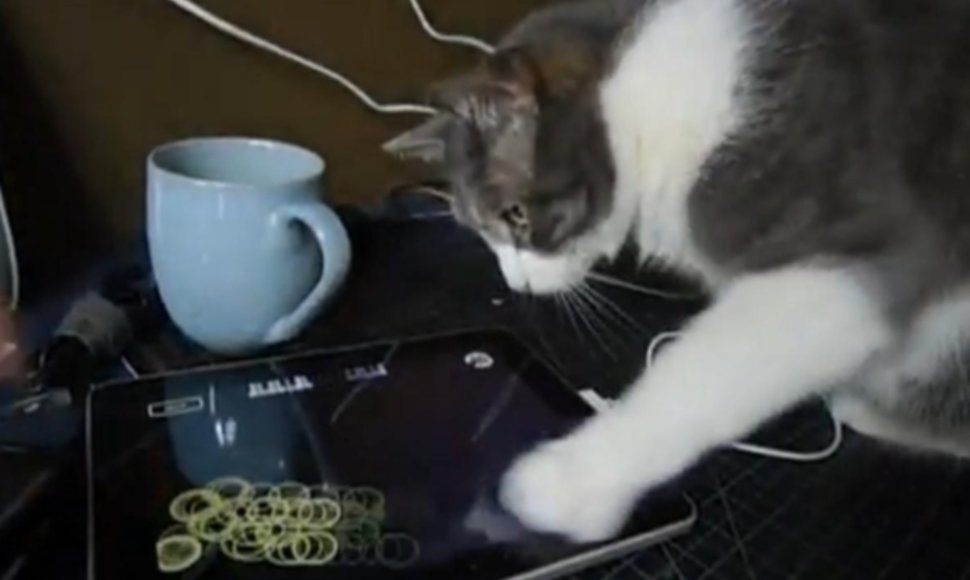 Katė žaidžia su „iPad“.