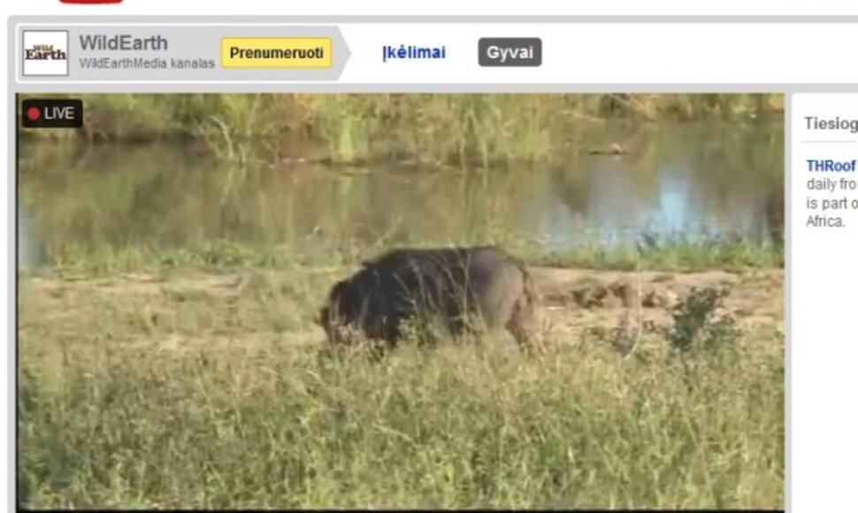 „YouTube“ jau galima žiūrėti tiesiogines transliacijas, kad ir iš safario.