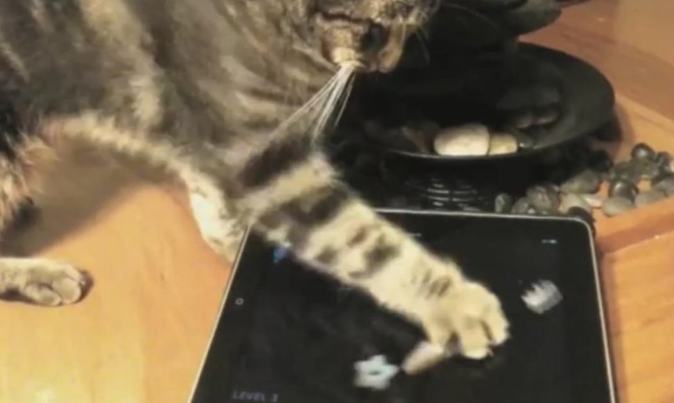 Katė žaidžia su „iPad“