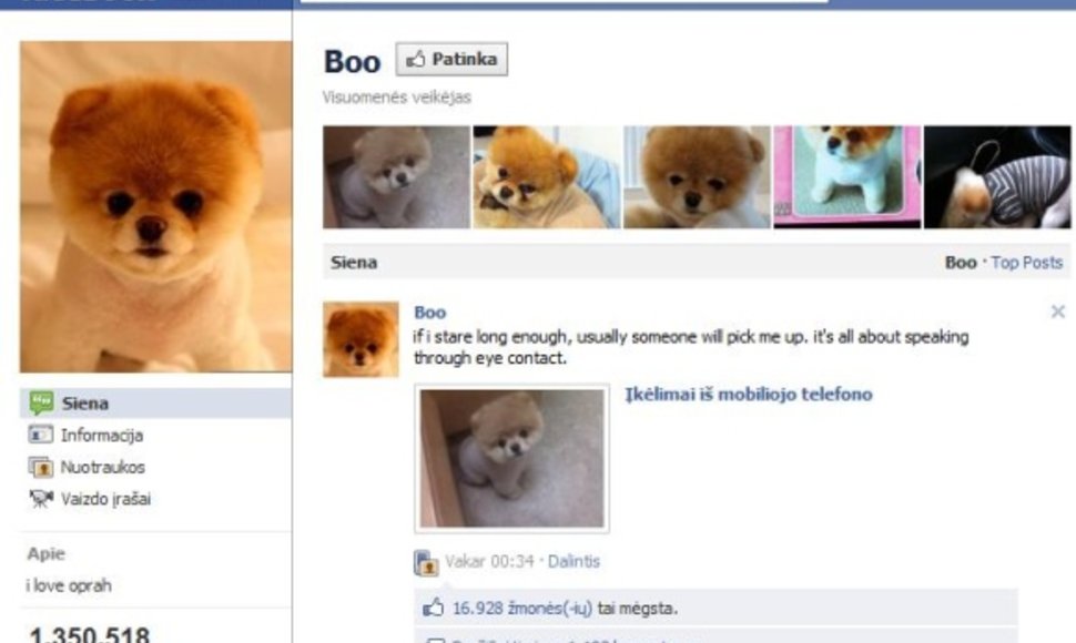 Populiariausias šuo „Facebook“ yra Boo – jis turi per 1,3 mln. gerbėjų.