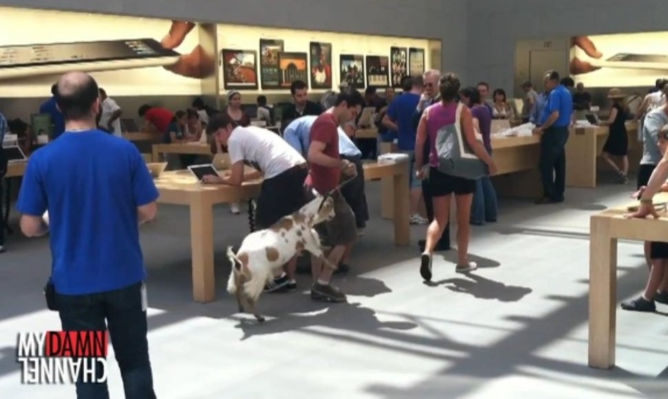 Komikas Markas Malkoffas į „Apple Store“ parduotuvę atsivedė ožką. 