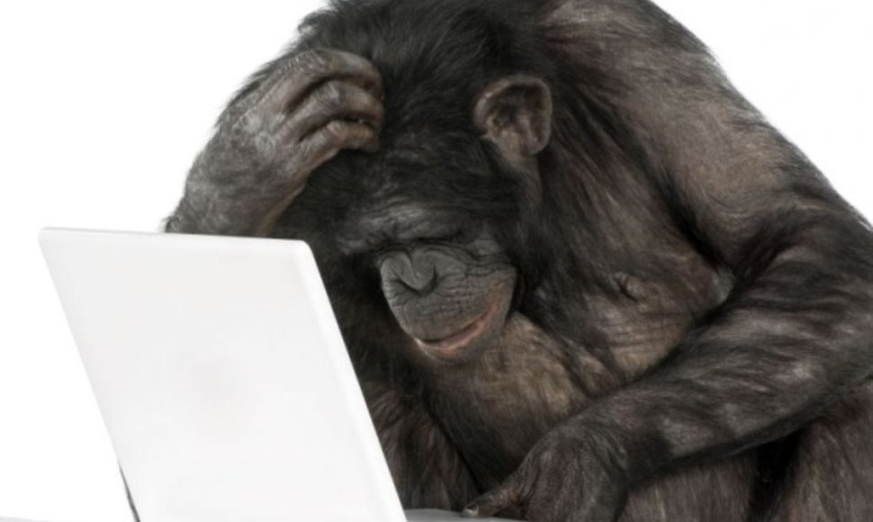 Beždžionė prie kompiuterio