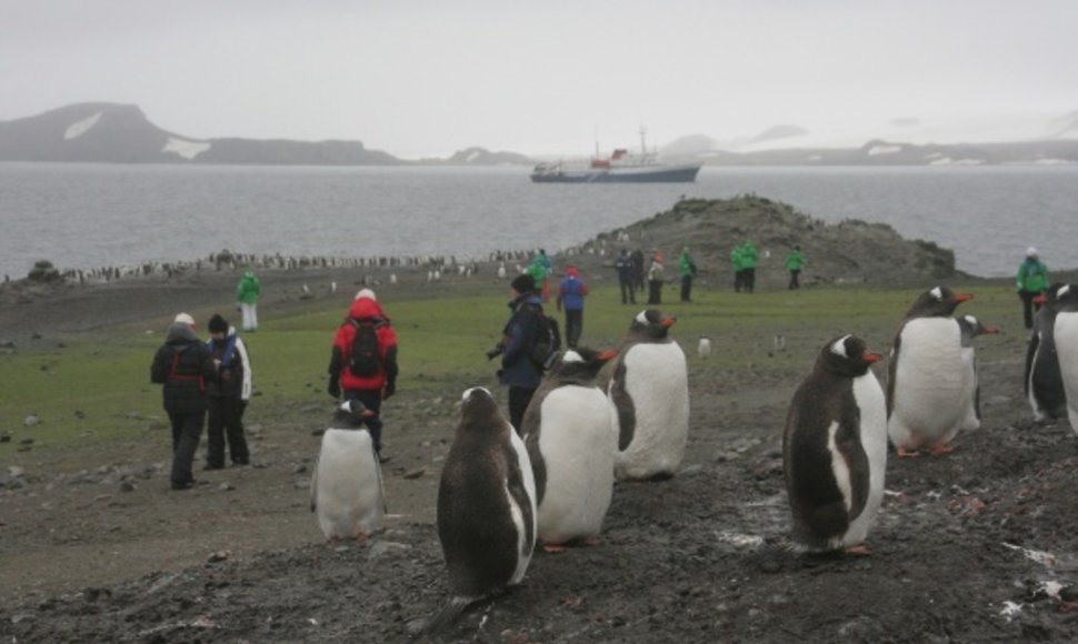 Lietuvių susitikimas su Antarktidos pingvinais