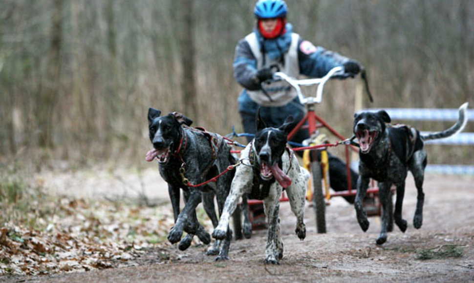  Tarptautines šunų kinkinių ir orientacinio žygio su šunimis varžybos „2009-uosius palydint... arba Kalėdinė taurė“