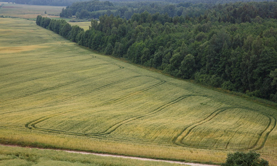 Tytuvėnų apžvalgos bokštas