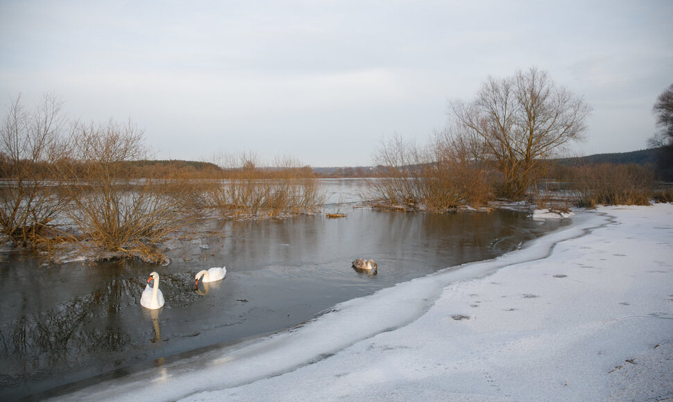 Pėsčiųjų žygis